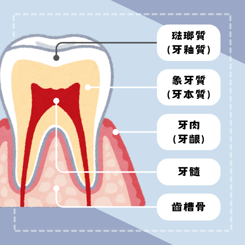 琺瑯質是什麼